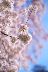 cherry tree blossom