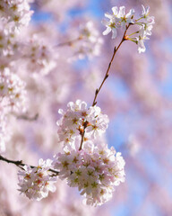 cherry tree blossom