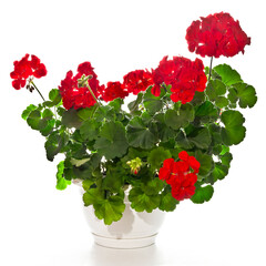 Red geranium in a white flowerpot isolated