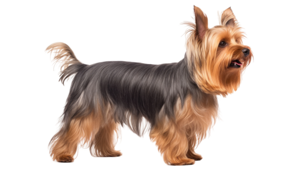 Small Brown and Black Dog Standing on White Background. On a White or Clear Surface PNG Transparent Background.