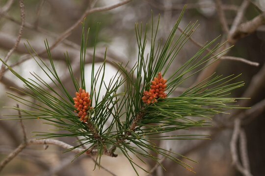 Brotes de cono de pino carrasco o pino de Alepo, pinus halepensis, en primavera