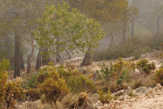 Paisaje en el bosque de pinos durante d&iacute;a de niebla en el preventorio de Alcoi, Espa&ntilde;a