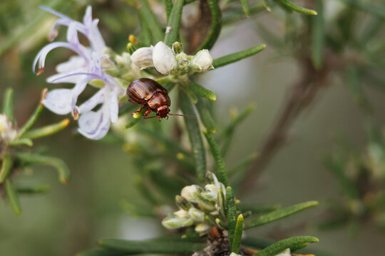 Escarabajo del romero, Chrysolina americana, sobre planta de romero, Salvia rosmarinus