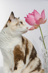 Portrait of a cat no flowers backgraound