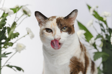 Portrait of a cat no flowers backgraound