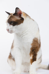 portrait of a cat 