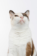 portrait of a cat 