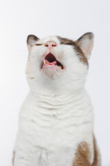 portrait of a cat 