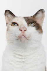 portrait of a cat 
