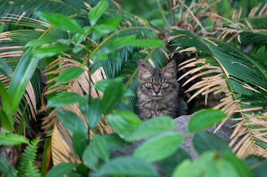 Kittens hiding in plants