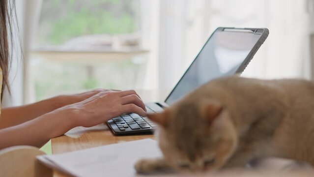 Young female owner freelancer Online work at home with cute pet cat,Girl student freelancer working at home on a task and watching remote education webinar class with cute cat,pet,little best friends.