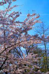 cherry blossom in spring