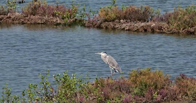 Facing to the left while the camera zooms out and slides to the right, Grey Heron Ardea cinerea, Thailand