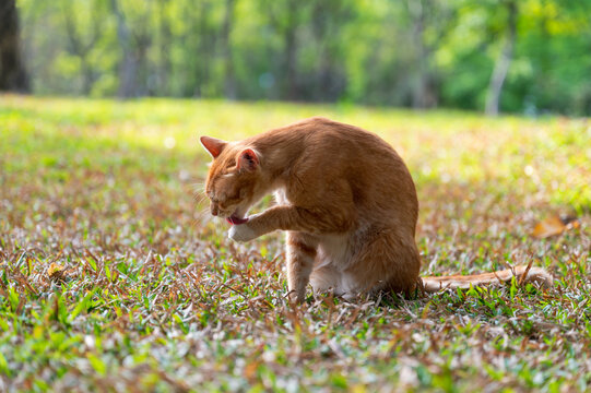 Kitten sitting on grass and licking paw