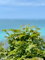 Fototapeta na wymiar bush against blue sea and sky. High quality photo