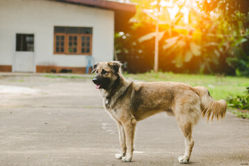 portrait a dog