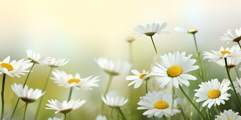 Sunlit Daisy Embrace A Close-up Affair with Nature's Splendor, Sunlit Beauty in Close View