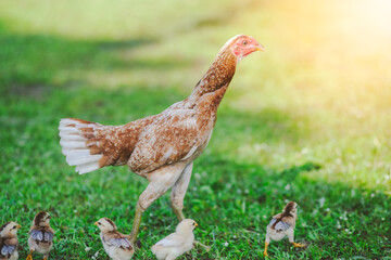 Mother hen and chicks in the garden