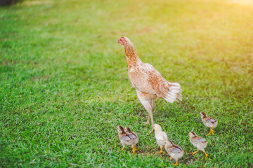 Mother hen and chicks in the garden