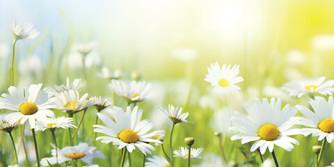 Radiant Blooms Close-up Magic of Sunlit Daisies, Enchanting Daisies