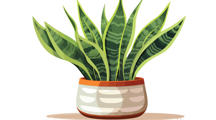 Sansevieria in a pot. Tropical plant for interior