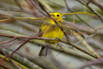 Goldammer // Yellowhammer (Emberiza citrinella)