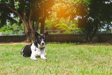 portrait of a dog