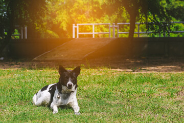 portrait of a dog
