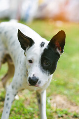 portrait of a dog