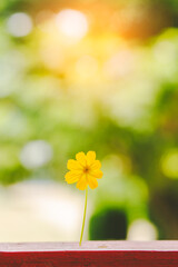 Spring flowers on bokeh background