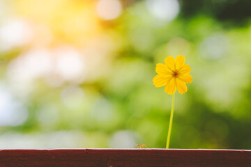 Spring flowers on bokeh background