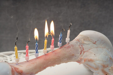 holiday candles on a bone for a dog's birthday