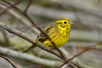 Yellowhammer // Goldammer (Emberiza citrinella)