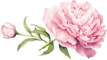 Soft pink peony. watercolor illustration. flower 