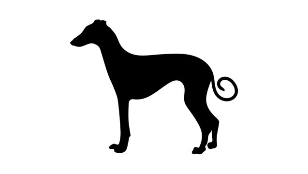 short haired Sighthound, black isolated silhouette