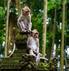 Two long-tail monkeys in the Sangeh Monkey Forest om Bali.