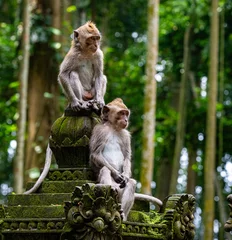 Gardinen Affe Two long-tail monkeys in the Sangeh Monkey Forest om Bali.  © Robert McCullough 