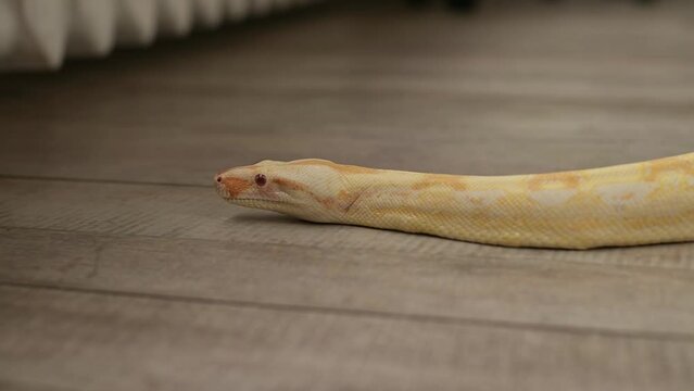 Close-up of a python crawling across the floor in an apartment. Snake in the house