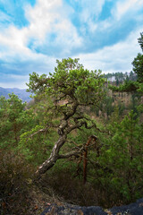 Kiefer(Föhre) an der Hundskirche, einem Aussichtspunkt in dem Elbsandsteingebirge 2