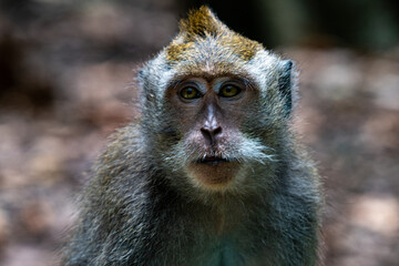 long-tail monkeys in the Sangeh Monkey Forest om Bali.
