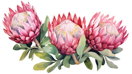 Watercolor illustration hand drawing protea flat vector