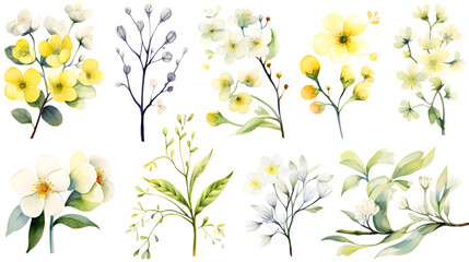 Collection of Watercolor Spring Flowers Delicate Botanical Illustrations