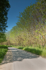 Road in the forest.