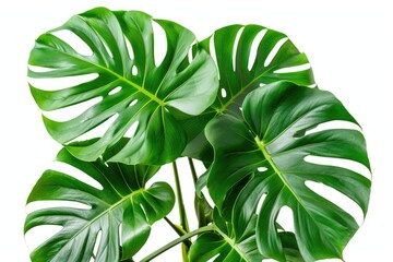 Monstera Plant Isolated. Close-up of Monstera Leaf Climbing Botanical Tree Branch. Clipping Path Included on Big White Background