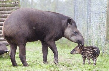The South American tapir is found in lowland regions around Northern and Central South America. They are usually found near places that have salt and water.