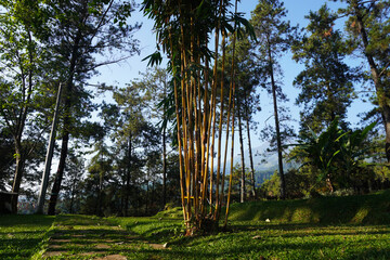 tall yellow bamboo tree leaves in the garden