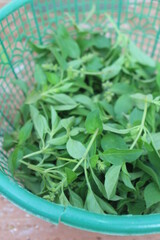 Kemangi leaves in a green plastic container on the table