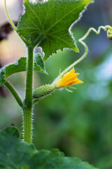 A small green cucumber grows on a branch in a vegetable garden in a greenhouse in summer