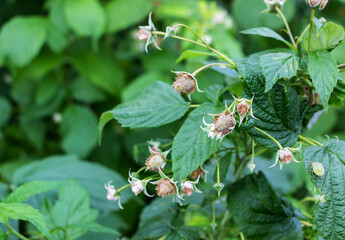 A hardworking bee pollinates a white raspberry flower among green foliage in a vegetable garden in spring
