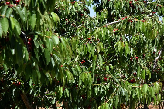 ripe red cherries growing on cherry  trees